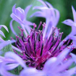lavender reiki
